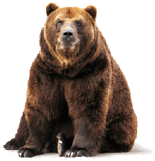 Brown-Bear1